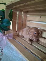 Maisy, a female Dachshund for sale in Lagrange, IN – 3 of 6
