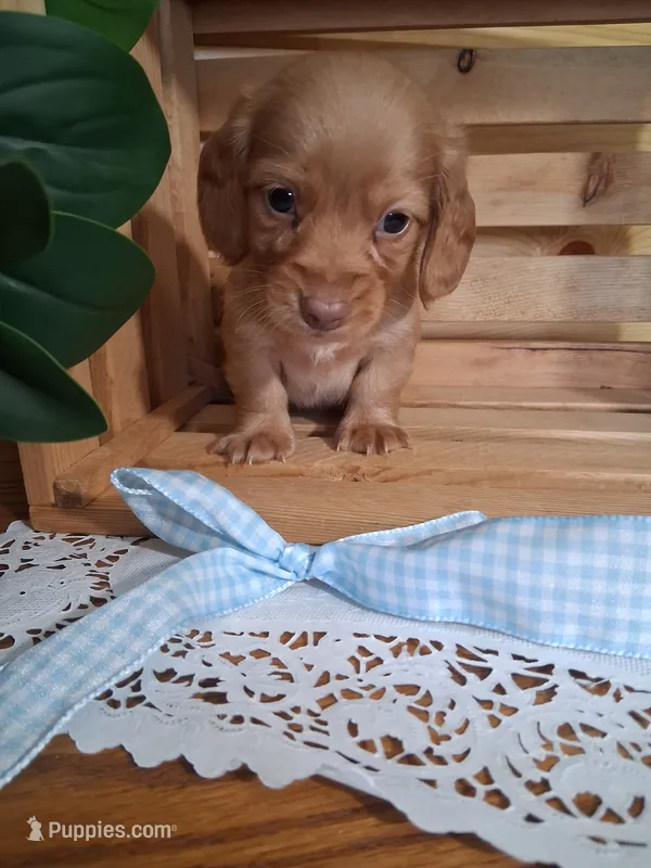 Mack – Dachshund puppy for sale in Lagrange, IN
