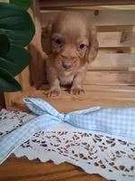 Mack, a male Dachshund for sale in Lagrange, IN – 1 of 4