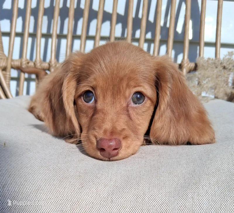 Marley – Dachshund puppy for sale in Lagrange, IN