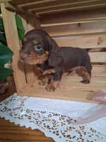 Meeka, a female Dachshund for sale in Lagrange, IN – 2 of 4