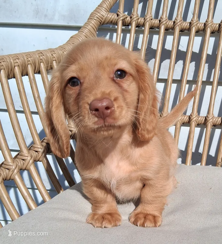 Mack – Dachshund puppy for sale in Lagrange, IN