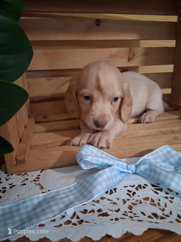 Milo – Dachshund puppy for sale in Lagrange, IN
