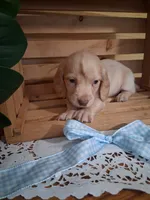 Milo, a male Dachshund for sale in Lagrange, IN – 1 of 4