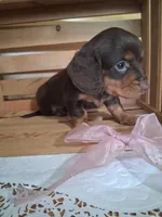 Meeka, a female Dachshund for sale in Lagrange, IN – 4 of 4