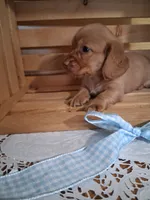 Mack, a male Dachshund for sale in Lagrange, IN – 2 of 4