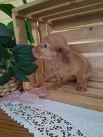 Marley, a female Dachshund for sale in Lagrange, IN – 2 of 3