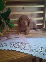 Maisy, a female Dachshund for sale in Lagrange, IN – 2 of 6