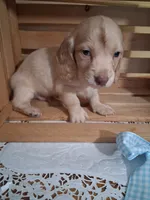 Milo, a male Dachshund for sale in Lagrange, IN – 4 of 4