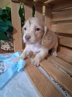Milo, a male Dachshund for sale in Lagrange, IN – 2 of 4