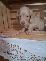 Millie, a female Dachshund for sale in Lagrange, IN – 3 of 4
