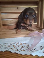 Meeka, a female Dachshund for sale in Lagrange, IN – 3 of 4