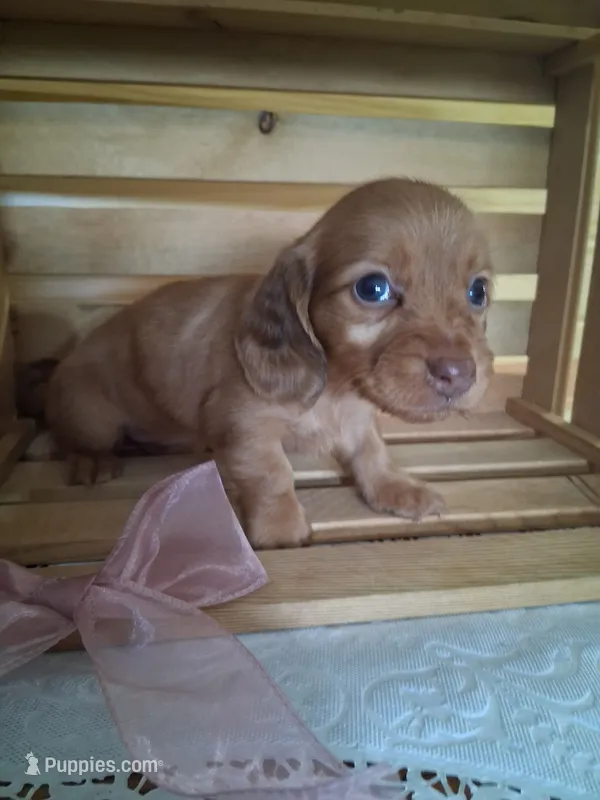 Marley – Dachshund puppy for sale in Lagrange, IN