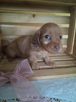 Marley, a female Dachshund for sale in Lagrange, IN – 1 of 3