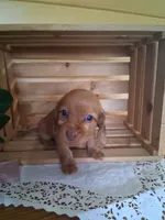 Marley, a female Dachshund for sale in Lagrange, IN – 3 of 3