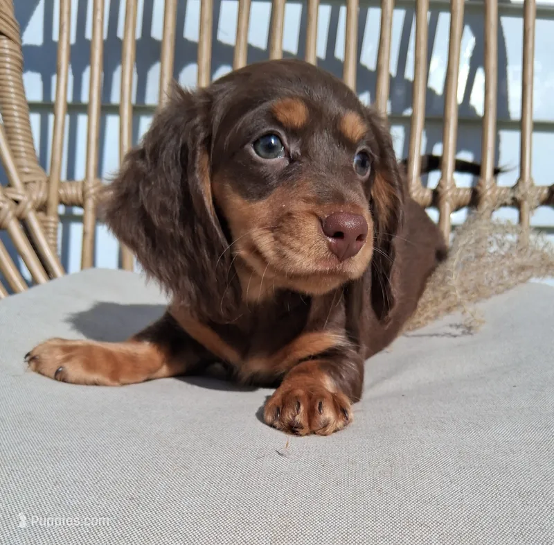 Meeka – Dachshund puppy for sale in Lagrange, IN