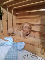 Mack, a male Dachshund for sale in Lagrange, IN – 3 of 4