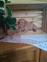 Maisy, a female Dachshund for sale in Lagrange, IN – 5 of 6
