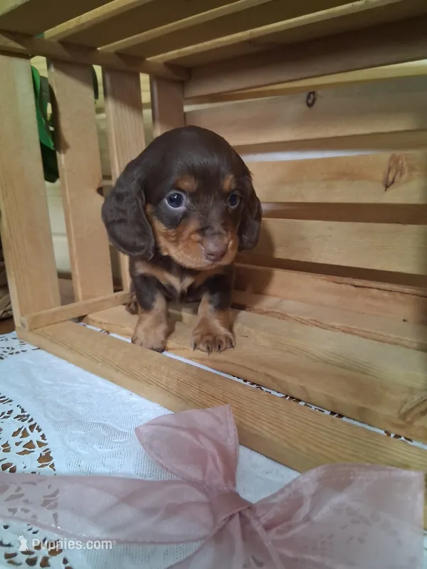 Meeka – Dachshund puppy for sale in Lagrange, IN