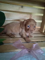 Maisy, a female Dachshund for sale in Lagrange, IN – 4 of 6