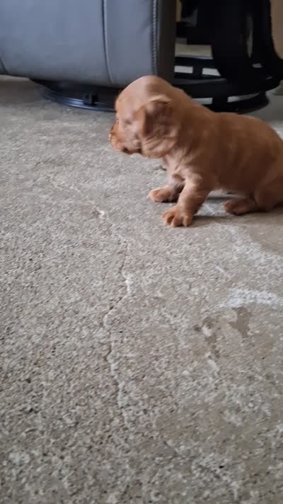 Maisy, a female Dachshund for sale in Lagrange, IN – 6 of 6