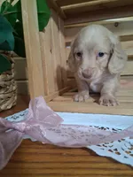 Millie, a female Dachshund for sale in Lagrange, IN – 2 of 4