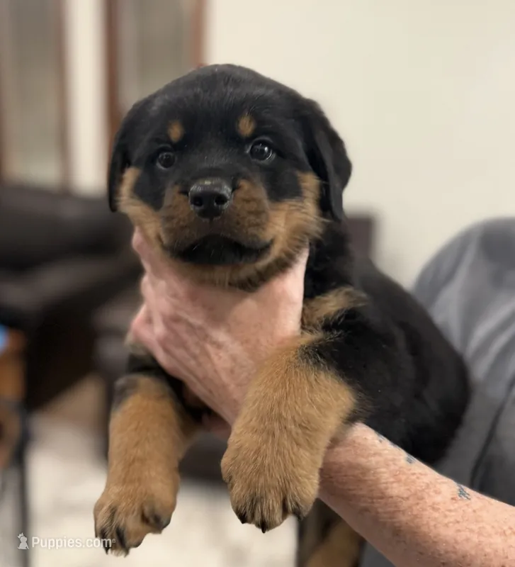 Red Girl – Rottweiler puppy for sale in Parker, CO