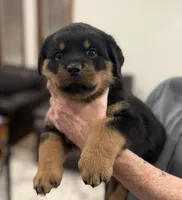 Red Girl, a female Rottweiler for sale in Parker, CO – 1 of 2