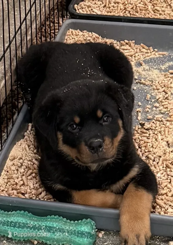 Dark Pink Girl – Rottweiler puppy for sale in Parker, CO