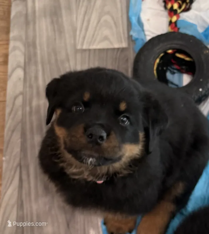 Light Pink Girl – Rottweiler puppy for sale in Parker, CO