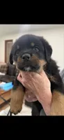 Light Pink Girl, a female Rottweiler for sale in Parker, CO – 2 of 2