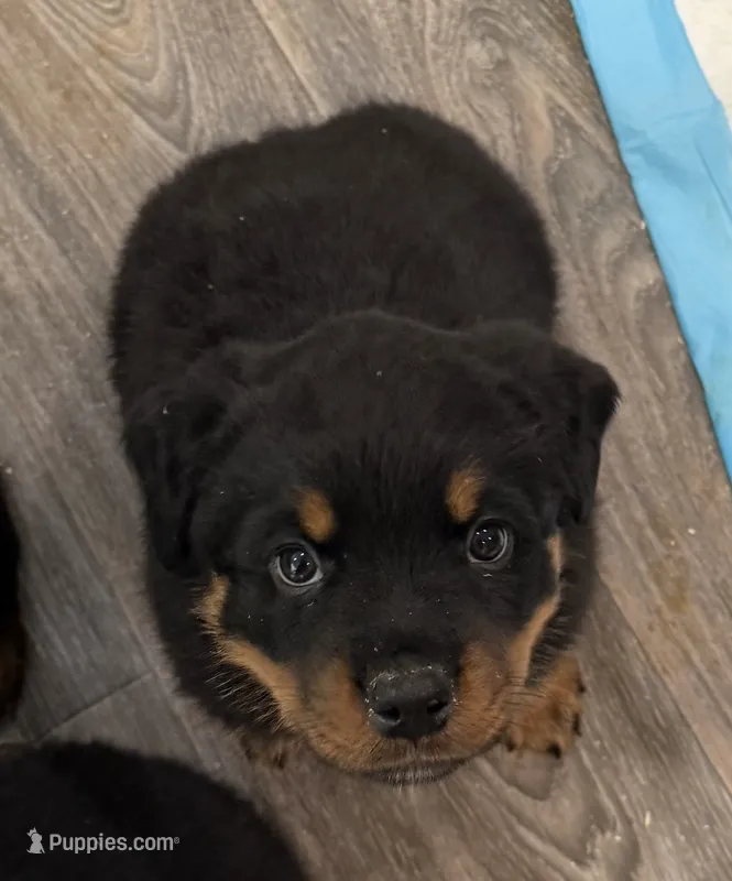 Dark Pink Girl – Rottweiler puppy for sale in Parker, CO