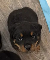 Dark Pink Girl, a female Rottweiler for sale in Parker, CO – 1 of 2