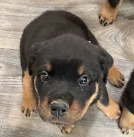 Red Girl, a female Rottweiler for sale in Parker, CO – 2 of 2