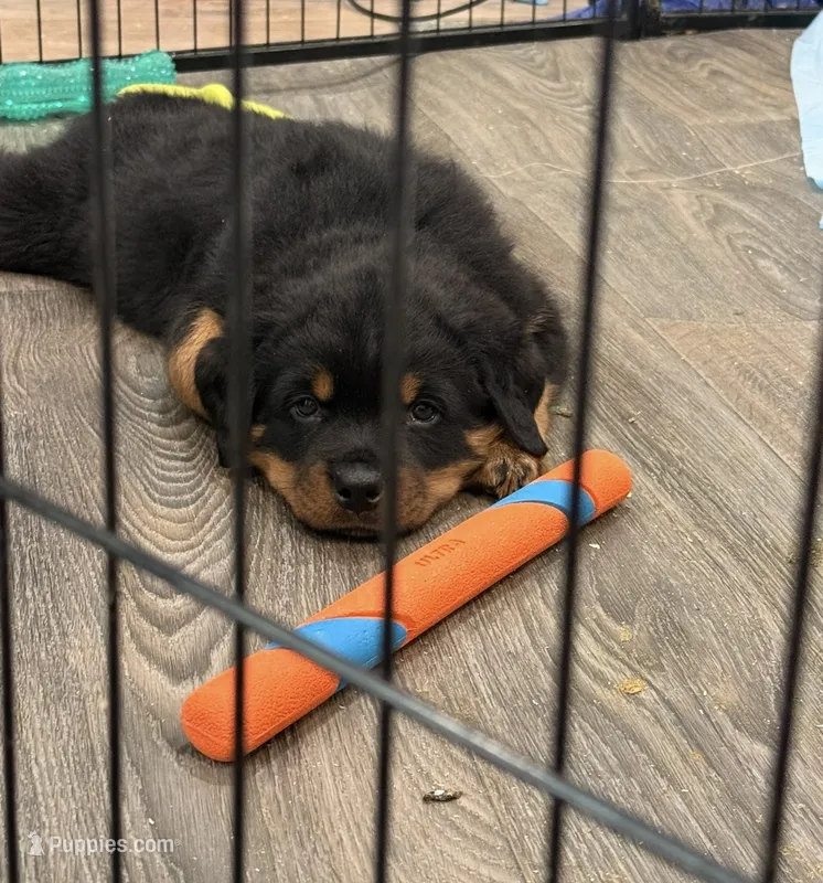 Dark Pink Girl – Rottweiler puppy for sale in Parker, CO