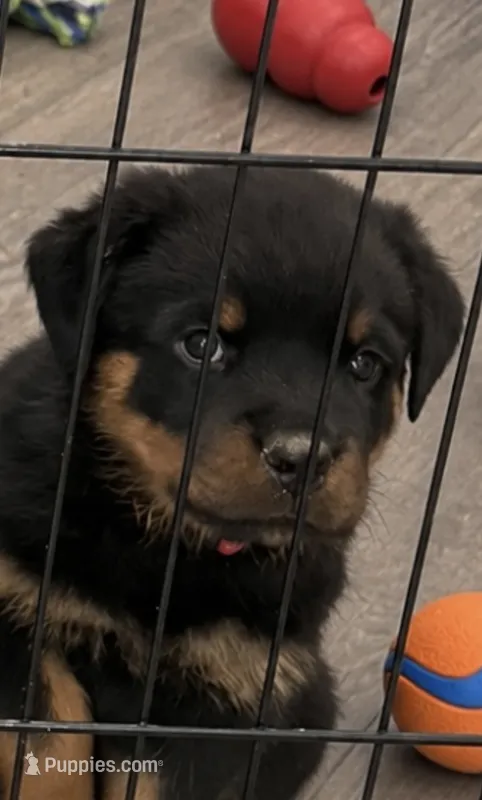 Red Girl – Rottweiler puppy for sale in Parker, CO