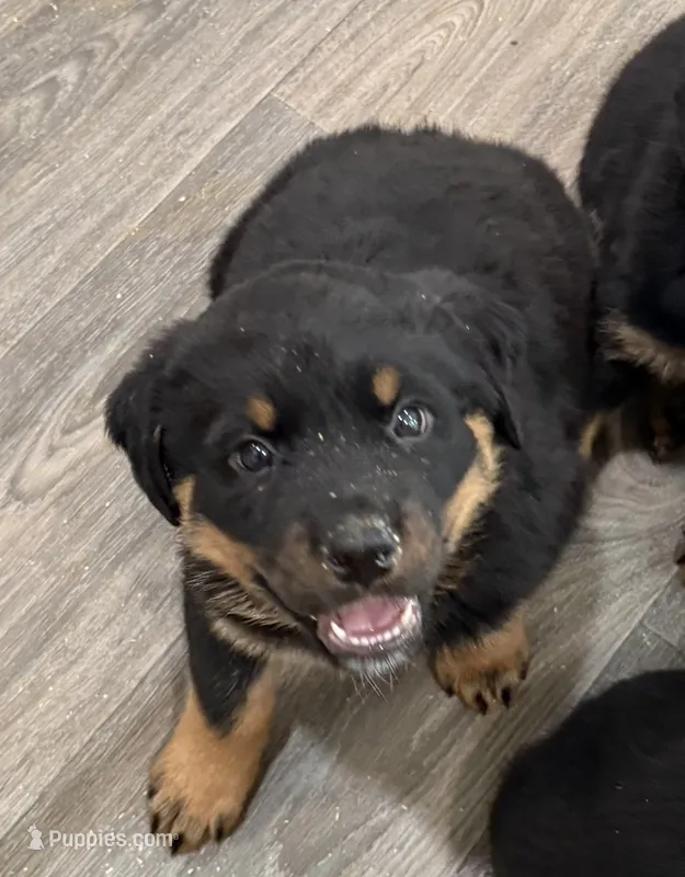 Aqua Girl – Rottweiler puppy for sale in Parker, CO