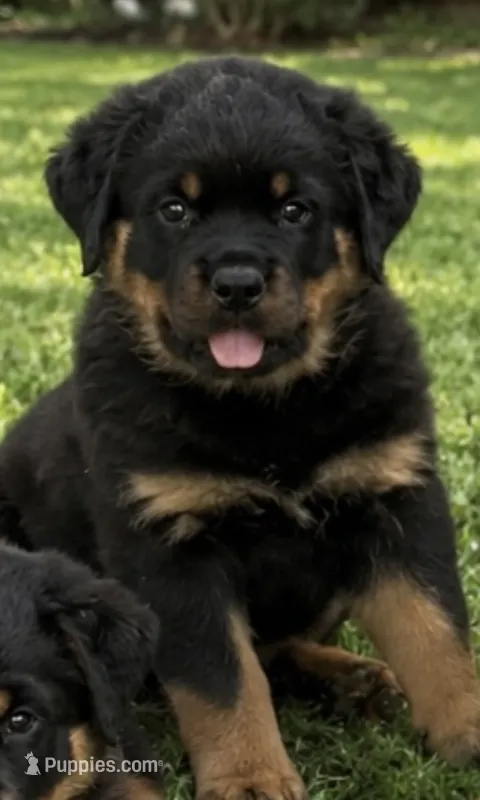 Aqua Girl – Rottweiler puppy for sale in Parker, CO