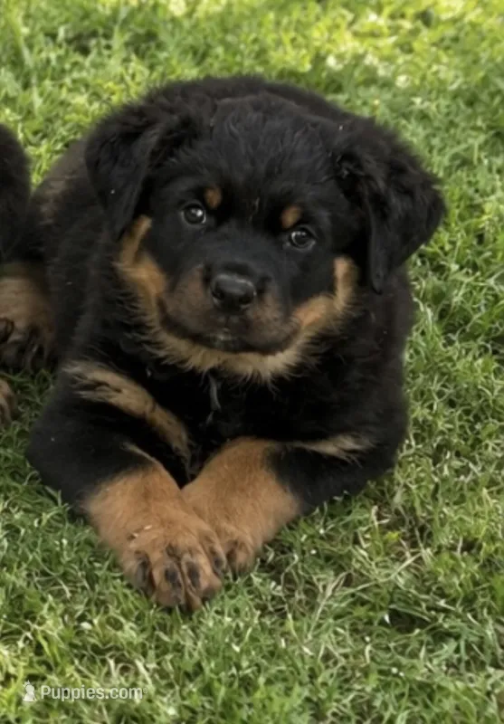 Light Pink Girl – Rottweiler puppy for sale in Parker, CO