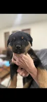 Aqua Girl, a female Rottweiler for sale in Parker, CO – 2 of 2