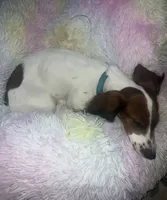 Sebastian, a male Dachshund for sale in Branson, MO – 6 of 7