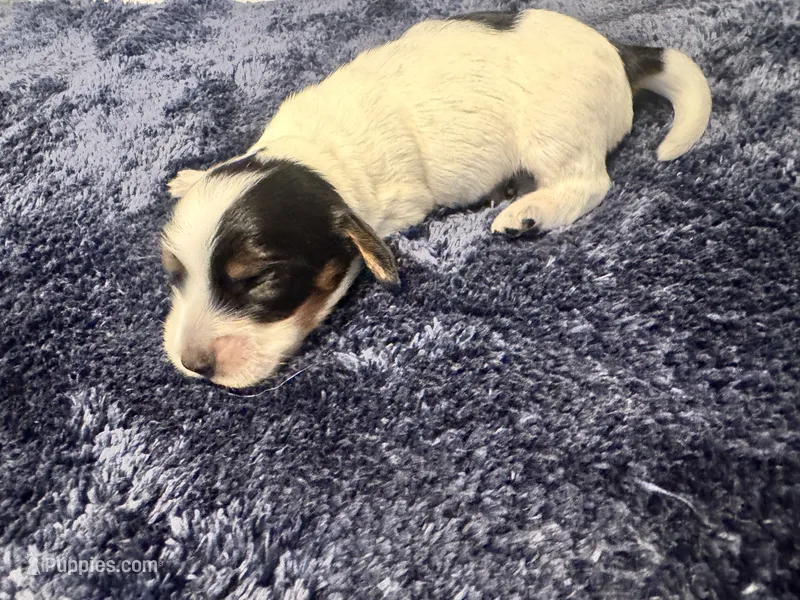 Sebastian – Dachshund puppy for sale in Branson, MO