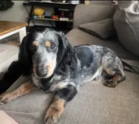 Sebastian, a male Dachshund for sale in Branson, MO – 7 of 7