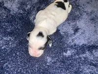 Stanley, a male Dachshund for sale in Branson, MO – 2 of 7