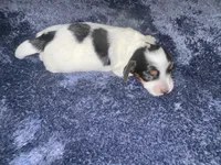 Sebastian, a male Dachshund for sale in Branson, MO – 3 of 7