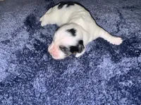 Stanley, a male Dachshund for sale in Branson, MO – 3 of 7