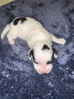 Stanley, a male Dachshund for sale in Branson, MO – 1 of 7