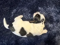 Sebastian, a male Dachshund for sale in Branson, MO – 2 of 7