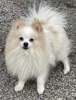 Richard, a male Pomeranian for sale in Silver Springs, NY – Photo 2 of 4