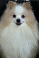 Richard, a male Pomeranian for sale in Silver Springs, NY – Photo 3 of 4